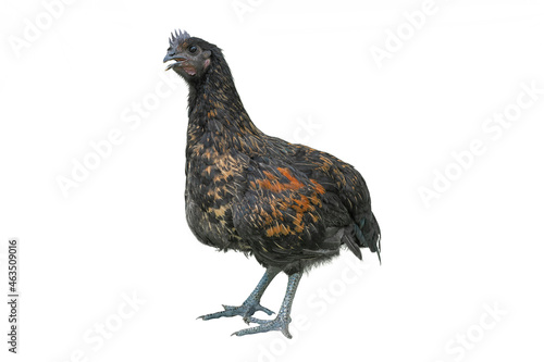 Black rooster on white background