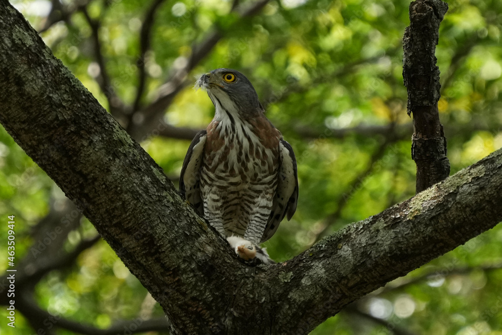 シンガポールの野鳥 鶏の雛を食べるCrested Goshawk シンガポールの野鳥 鶏の雛を食べるCrested Goshawk