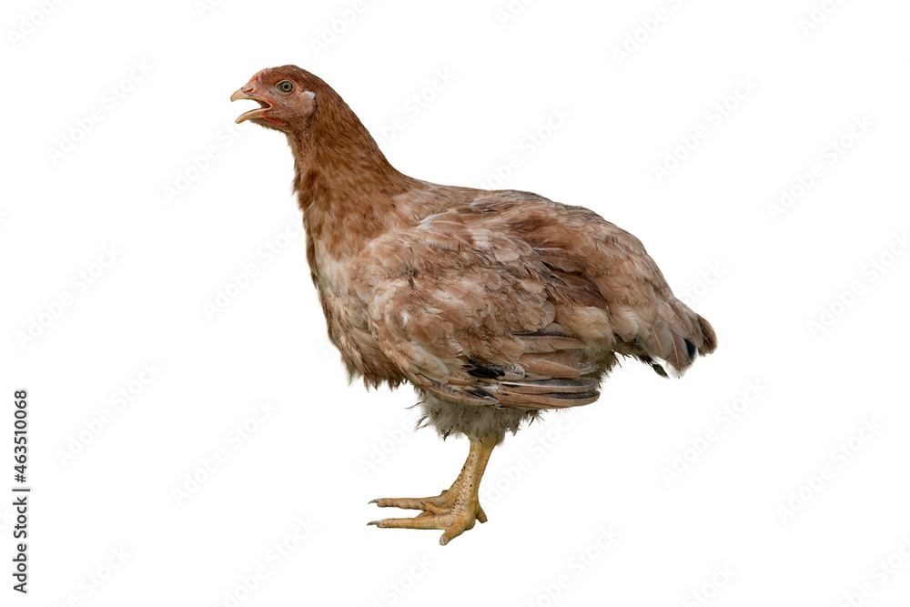 Hen on white background - Kabir Hen on white background - Kabir