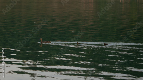 A family of ducks swims on the lake