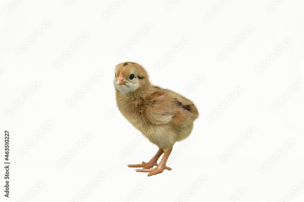 Fototapeta premium Chick on white background - Kabir