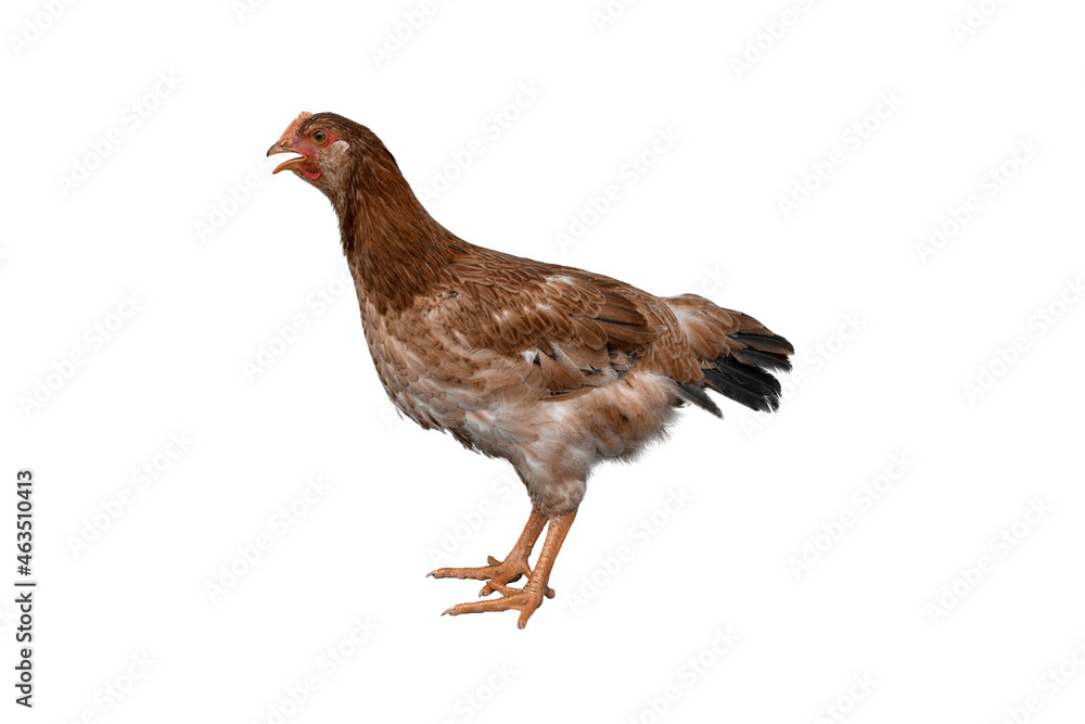 Chicken isolated on white background - Kampung