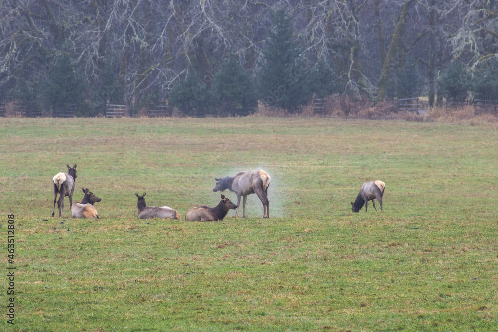 Fototapeta premium Herd of Wet Deer on the Lawn During the Rain
