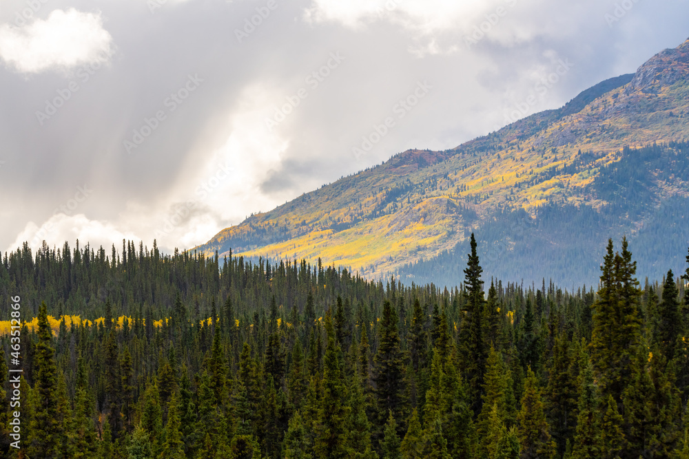 Stunning landscape in northern Canada, boreal forest mountain side. Fall, autumn, golden trees covering Canadian woods. 