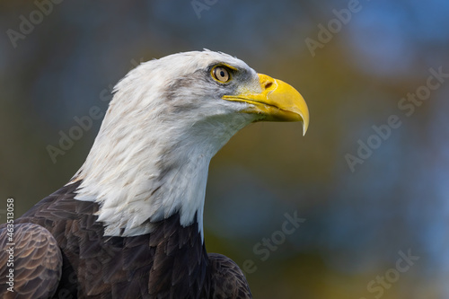 Majestic Bald Eagle looking right.