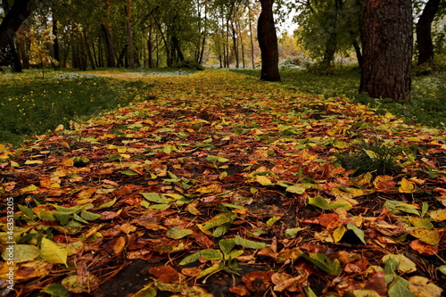 Crossroad of ground pathway strewn with fallen autumn leaves from trees in the park. Horizontal frame, view from the bottom point from the ground
