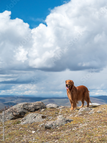 Golden retriever standing on the mountain