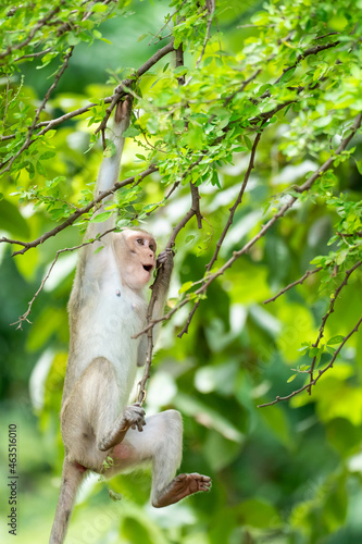 Photography The monkey clambered on the tree.
