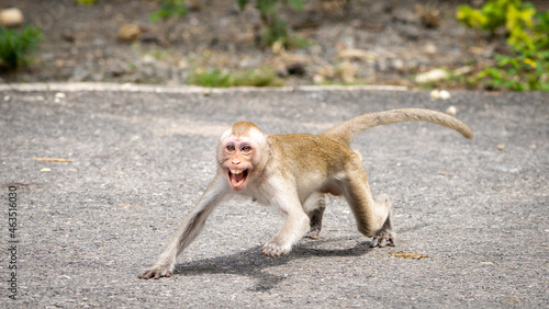 Photos A monkey was intimidating and terrified of danger.