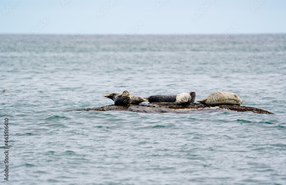 Fototapeta premium Seals lying on stones in the sea