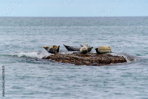 Seals lying on stones in the sea © Vyacheslav