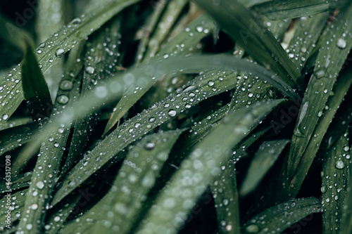 water drops on leaf