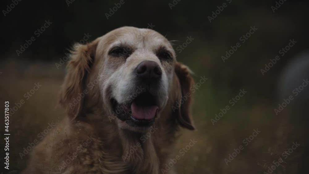 Old happy dog in field - 1080 Slo Mo Old happy dog in field - 1080 Slo Mo
