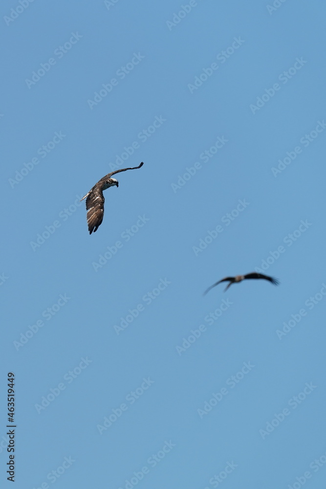 osprey in flight osprey in flight