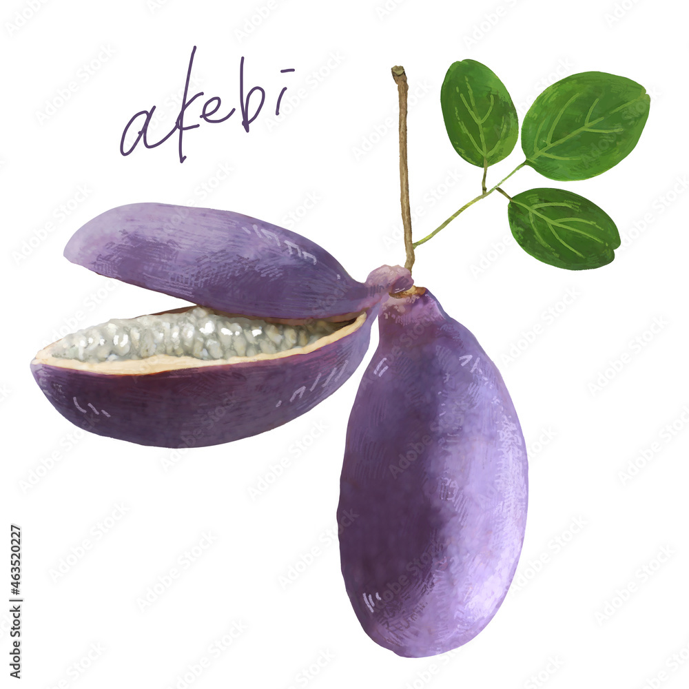 繊細なあけびのイラスト Stock Illustration Adobe Stock