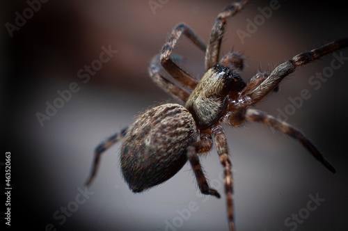 araña insecto web naturaleza arácnidos macro bokeh 