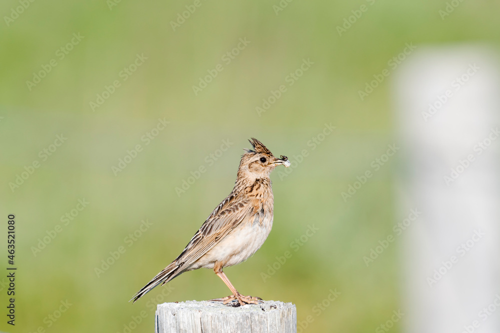 Fototapeta premium 虫をくわえるヒバリ(Eurasian skylark)
