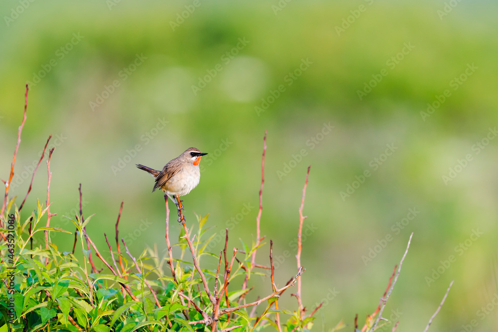 ノゴマの雄(Siberian rubythroat) ノゴマの雄(Siberian rubythroat)