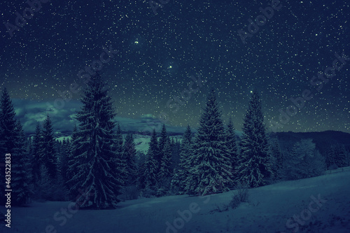 Night winter landscape with snowy trees