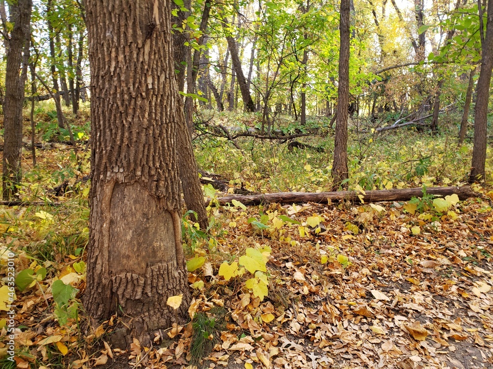 Beautiful path covered in fallen leaves at Beaudry Provincial Park, Manitoba. Beautiful path covered in fallen leaves at Beaudry Provincial Park, Manitoba.