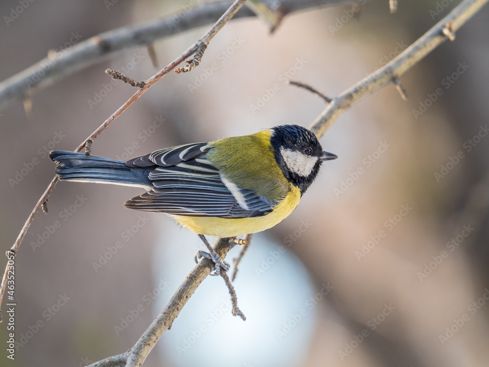 Obraz premium Cute bird Great tit, songbird sitting on a branch without leaves in the autumn or winter.