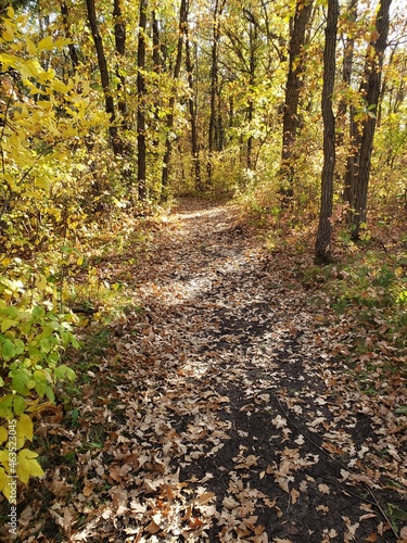 Beautiful path covered in fallen leaves at Beaudry Provincial Park, Manitoba. photo