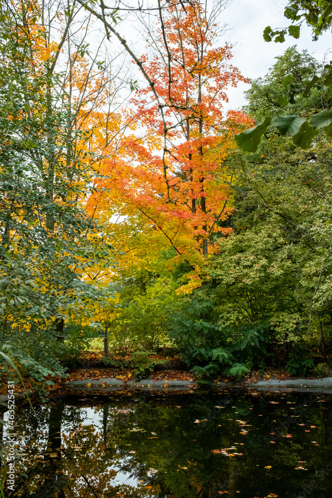 different colors trees in autumn at a small pond. autumnal orange green and yellow reflections in the water. different colors trees in autumn at a small pond. autumnal orange green and yellow reflections in the water.