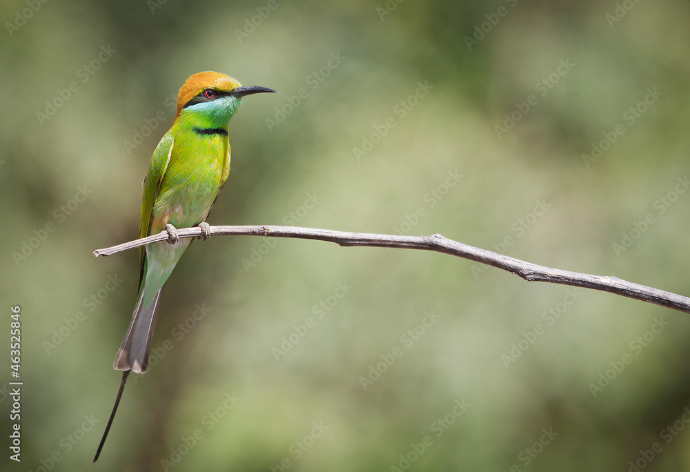 The blue-cheeked bee-eater (Merops persicus) is a near passerine bird in the bee-eater family, Meropidae