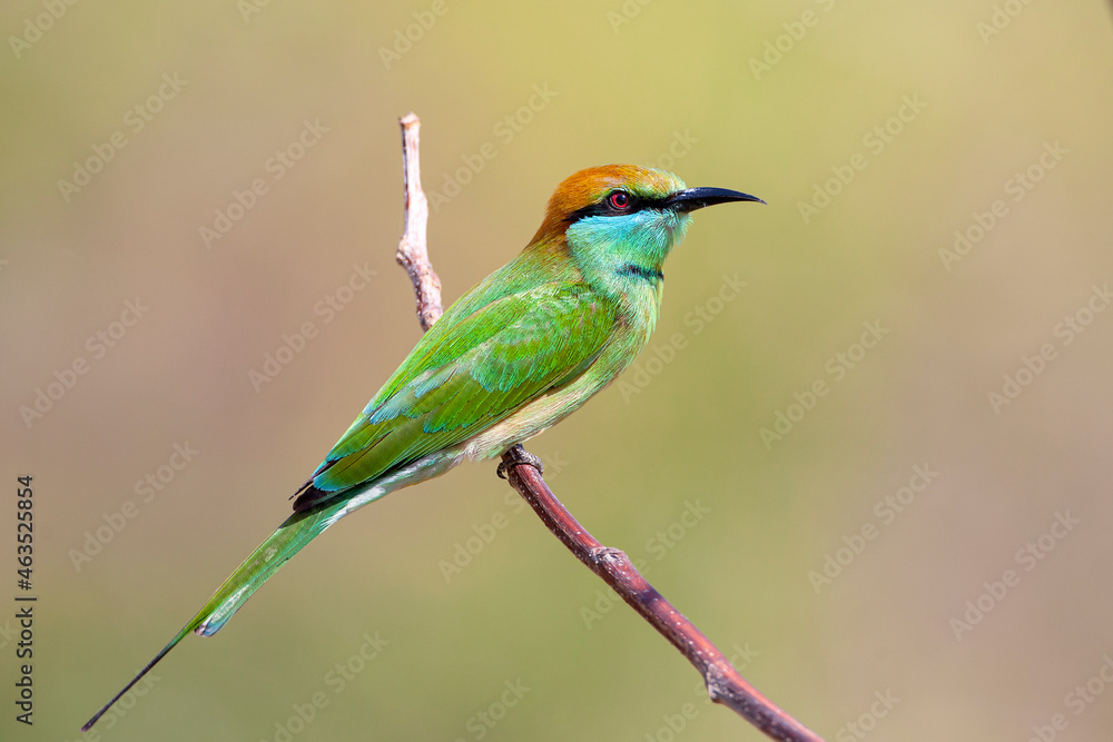 The blue-cheeked bee-eater (Merops persicus) is a near passerine bird in the bee-eater family, Meropidae The blue-cheeked bee-eater (Merops persicus) is a near passerine bird in the bee-eater family, Meropidae
