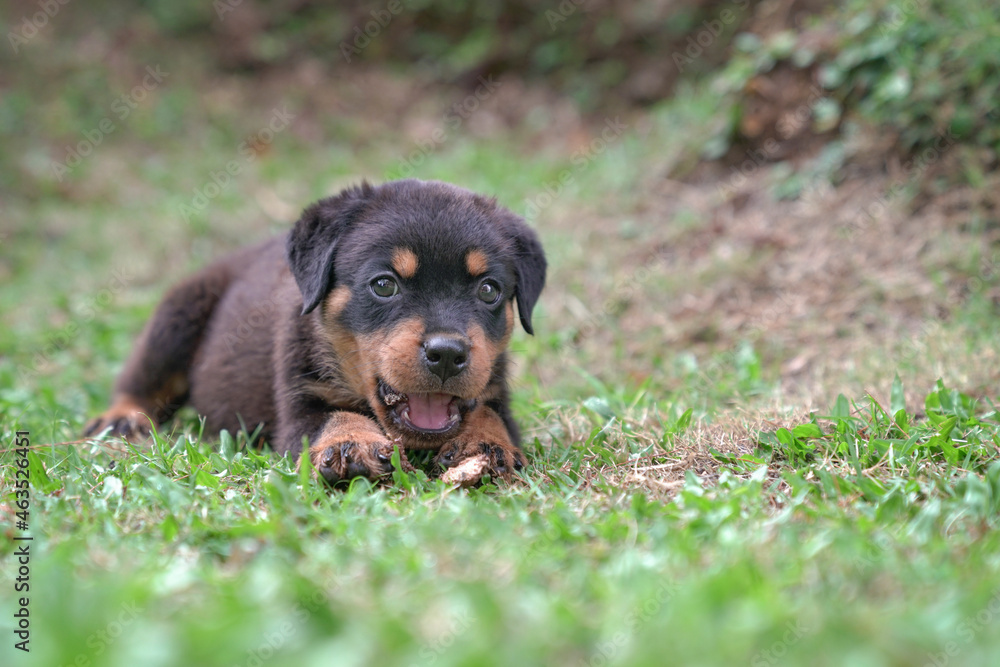 Puppy dog Rottweiler lying down, in the garden. Copy space. Puppy dog Rottweiler lying down, in the garden. Copy space.