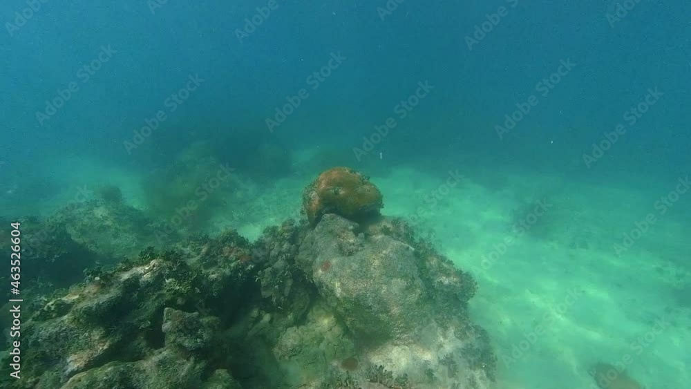 a surround shot of brain coral a surround shot of brain coral