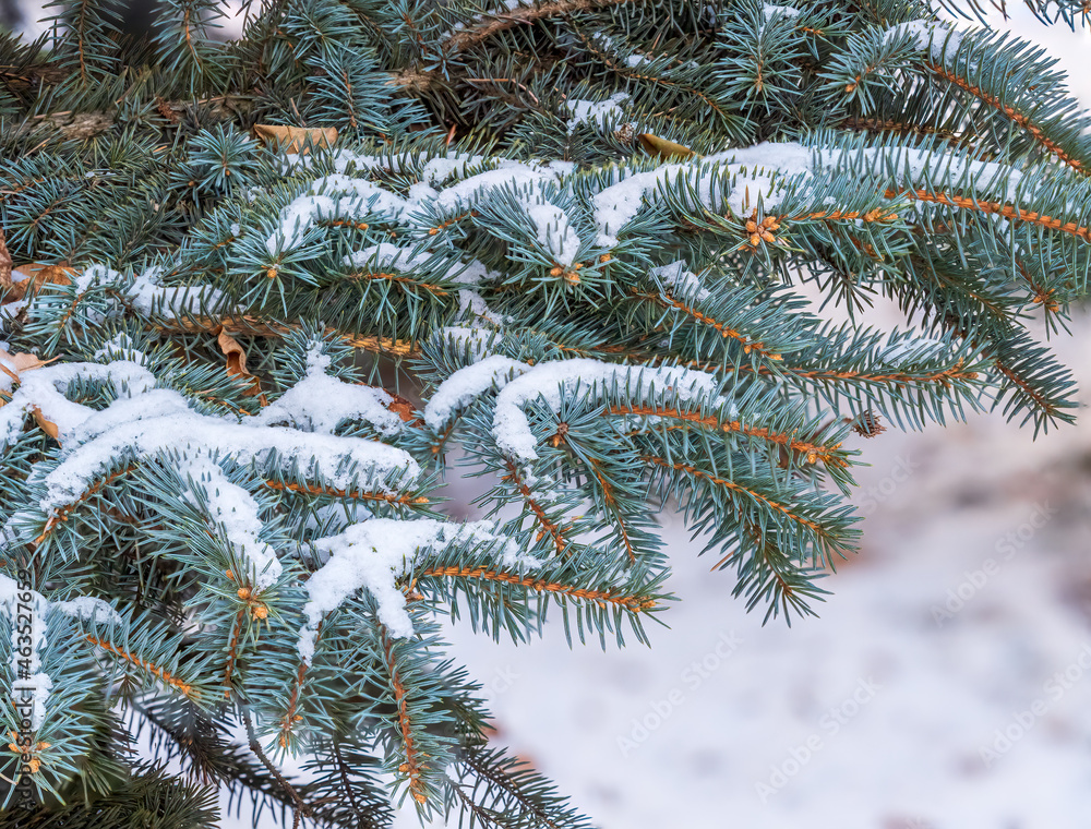 Snow-covered branches of blue spruce with needles in the sunset light. The blue spruce, Colorado spruce, or Colorado blue spruce, with the Latin name Picea pungens. Snow-covered branches of blue spruce with needles in the sunset light. The blue spruce, Colorado spruce, or Colorado blue spruce, with the Latin name Picea pungens.