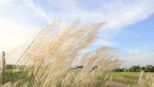 Beautiful white Kans  Kash grass flower plant (Saccharum spontaneum)  Icon of Autumn. blowing in the wind, blue sky background.
