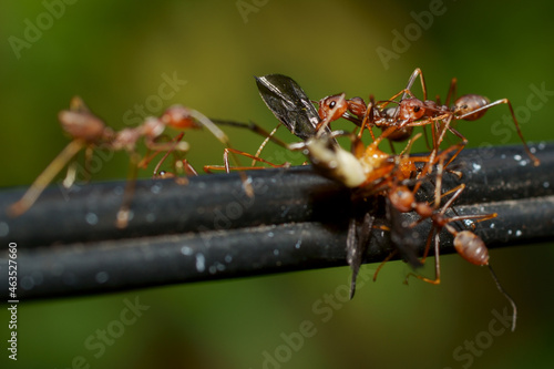 Wallpaper Mural Hunting Ant Torontodigital.ca