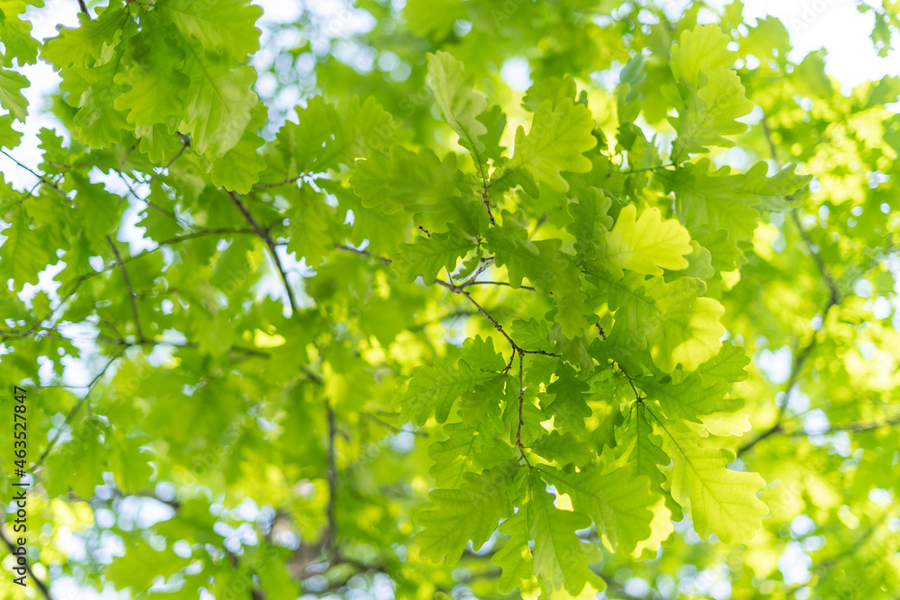 oak leaves, green spring backgroun