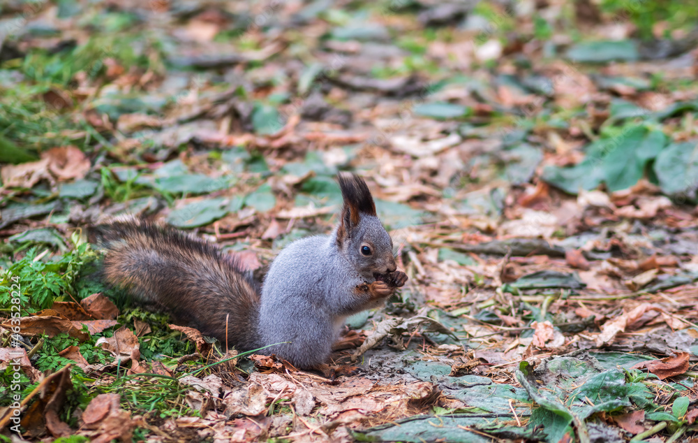 Autumn squirrel with nut on green grass with fallen yellow leaves Autumn squirrel with nut on green grass with fallen yellow leaves