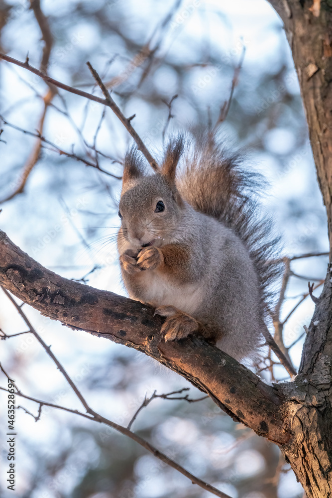 The squirrel sits on a branches in the winter or autumn The squirrel sits on a branches in the winter or autumn