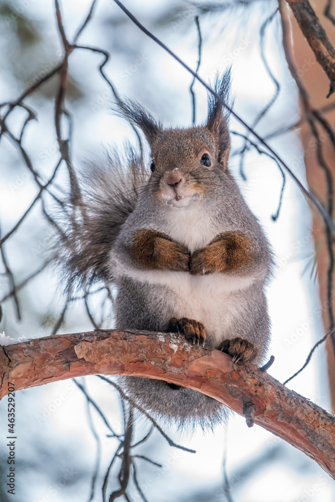 Fototapeta premium The squirrel sits on a branches in the winter or autumn