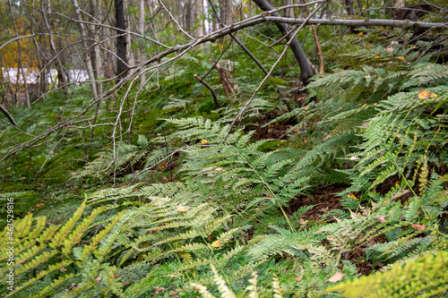 fern in the forest