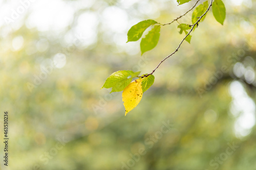 Yellow leaves in early autumn