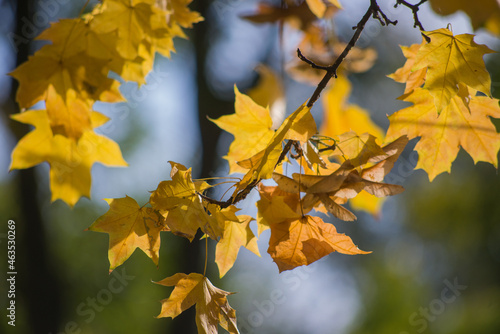 yellow maple leaves in autumn