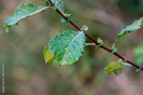 leaves in spring