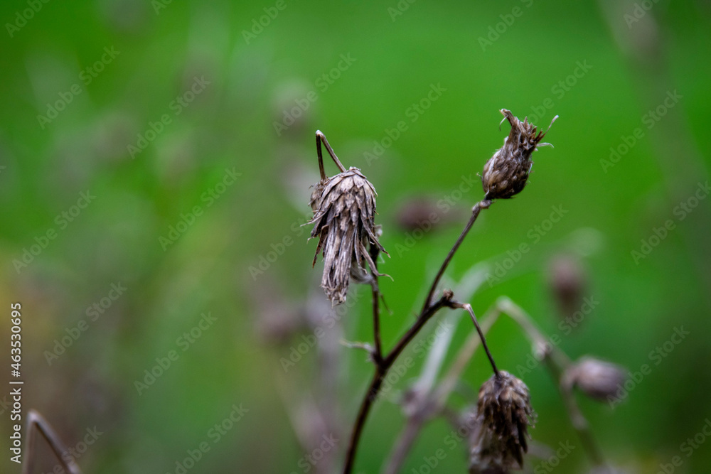 fly on a flower fly on a flower