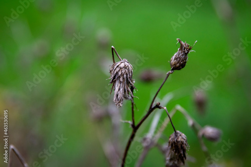 fly on a flower