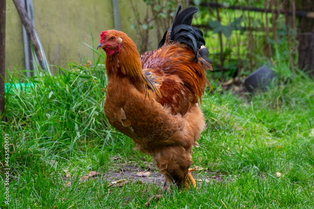 Fototapeta premium range chicken