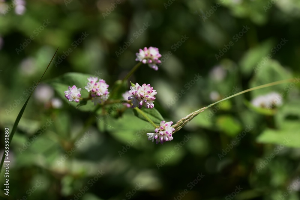 Persicaria thunbergii flowers. Polygonaceae annual grass. It grows in wetlands and blooms from August to October. Persicaria thunbergii flowers. Polygonaceae annual grass. It grows in wetlands and blooms from August to October.