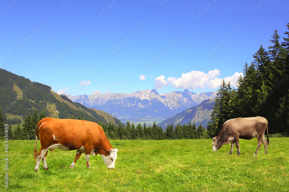 Two cows grazing in a mountain meadow in Alps mountains, Tirol, Austria Two cows grazing in a mountain meadow in Alps mountains, Tirol, Austria