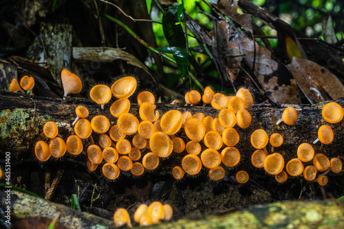 Cookeina tricholoma(Mont.),          the strange of mushroom in the rainy season in tropical forest. photo