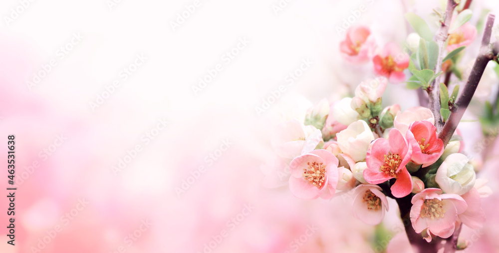 Horizontal spring banner with Japanese Quince flowers of pink color on sunny backdrop