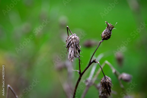 dragonfly sitting on a flower